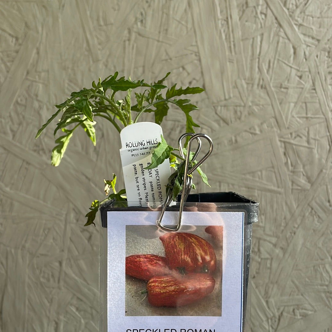 Organic Speckled Roman Tomato - Please call shop for availability