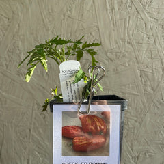 Organic Speckled Roman Tomato - Please call shop for availability