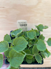 Organic Anise Hyssop  - Please call shop for availability
