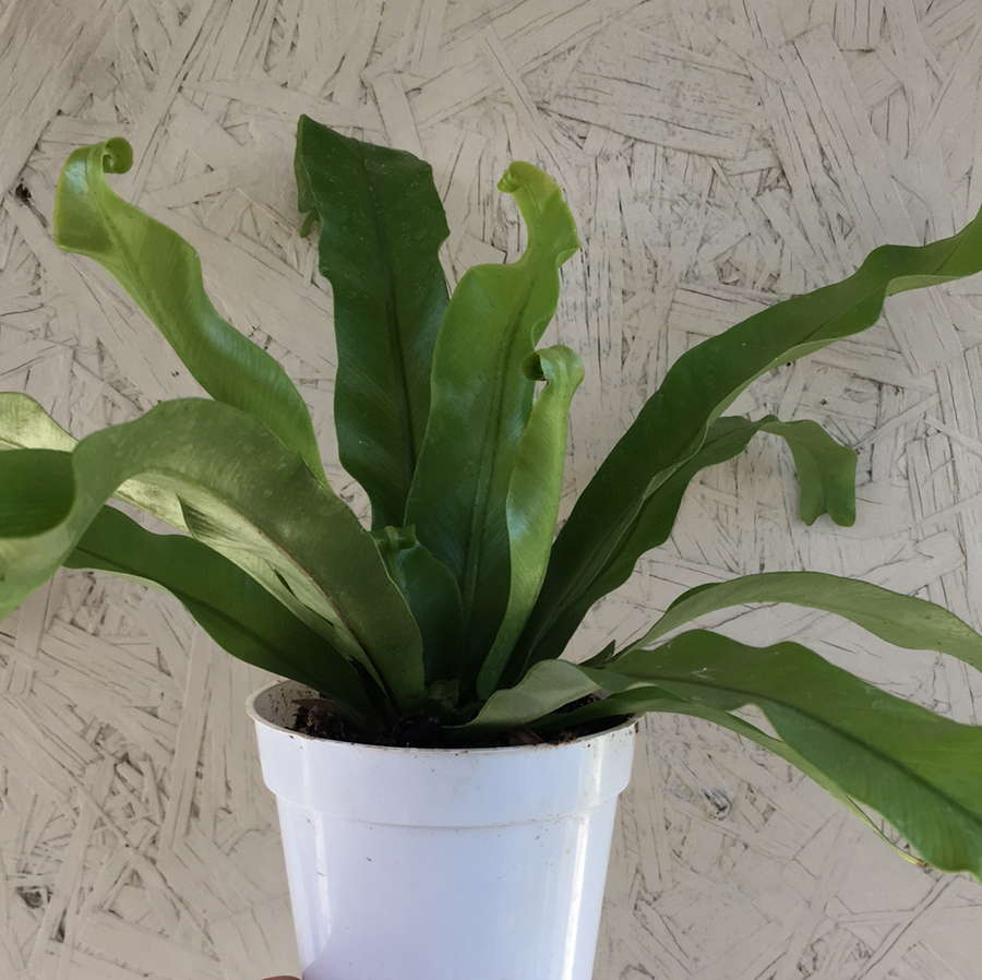 victoria bird's nest fern care Victoria Fern – Plant Material