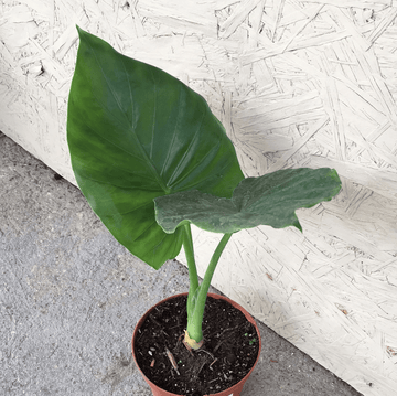 Alocasia calidora leaf