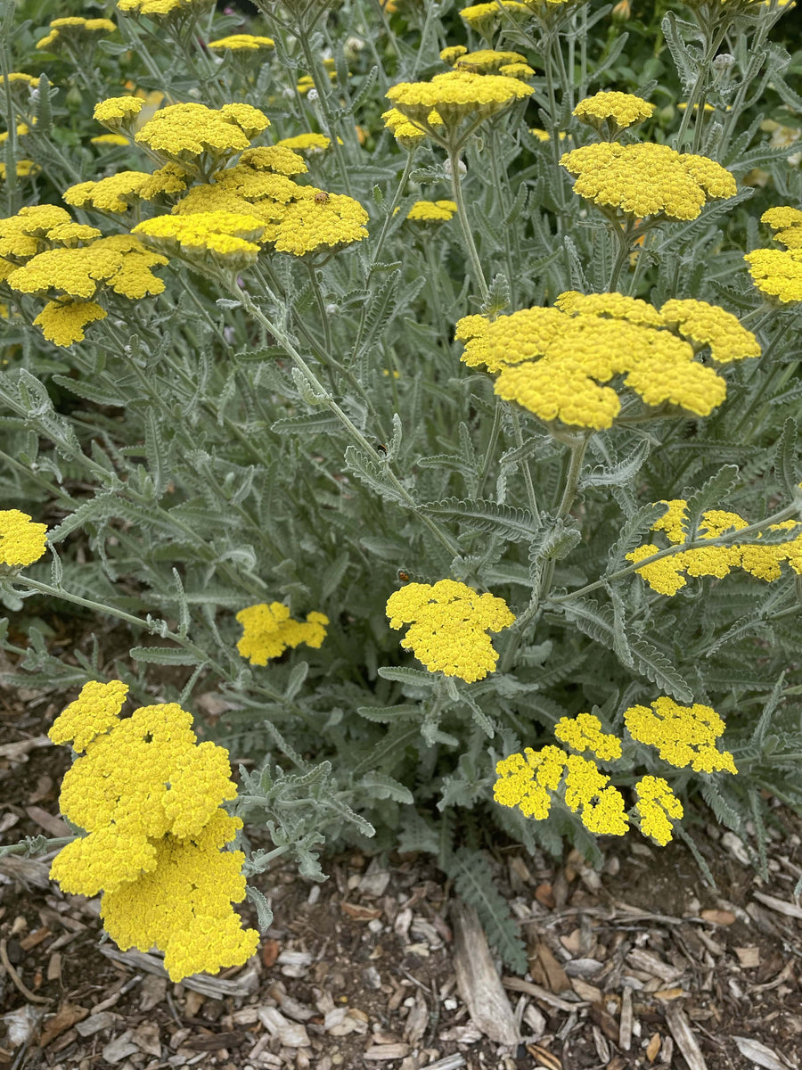 Achillea taygetea 'Moonshine' by Plant Material