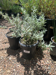 Salvia leucophylla 'Point Sal Spreader', Point Sal Spreader Sage