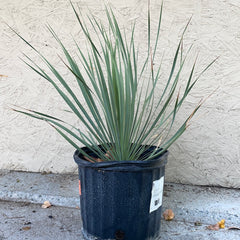 Yucca rostrata Sapphire Skies