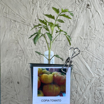 Organic Copia Tomato