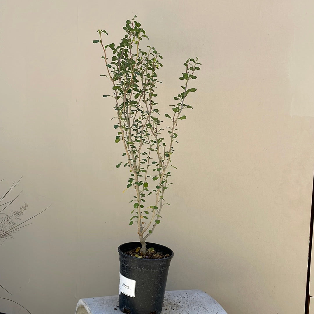 Euphorbia misera, Cliff Spurge