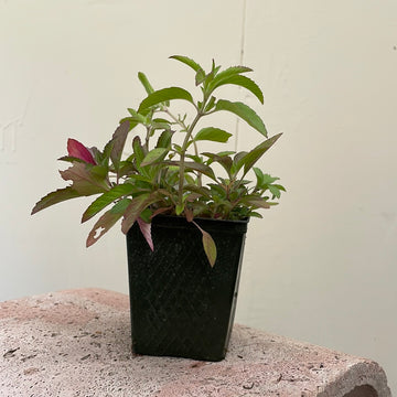 Organic Lemon Mint