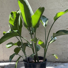 Strelitzia Nicolai, Giant Bird of Paradise