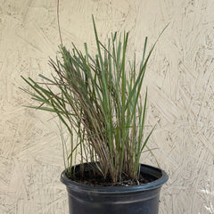 Leymus triticoides 'Grey Dawn'