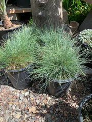 Festuca glauca ‘Elijah blue’