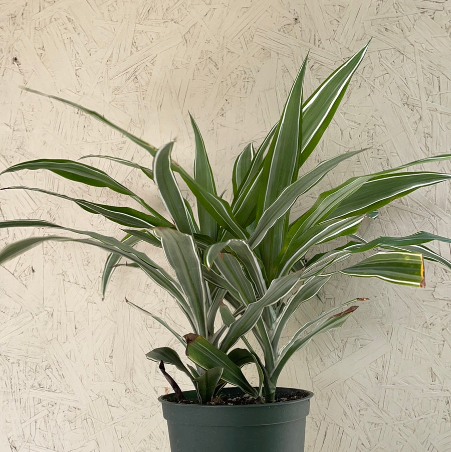 striped dracaena care Dracaena Warneckii tips – Plant Material
