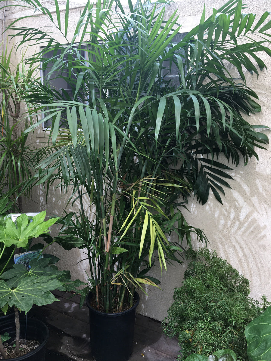 chambira house plant Bamboo chamaedorea – Plant Material