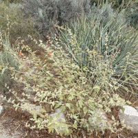 Sphaeralcea ambigua, desert globemallow nature shot by Plant Material