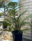 Cyathea cooperi, Australian Tree Fern