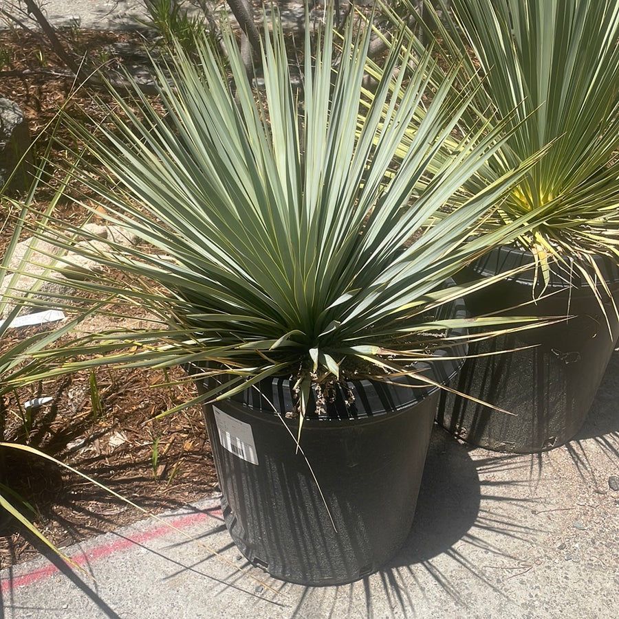 Yucca Cross Yucca rostrata – Plant Material