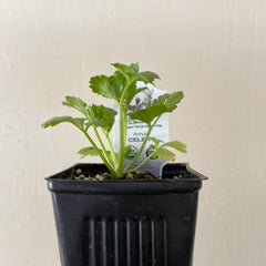 Organic Celery - Please call the shop for availability