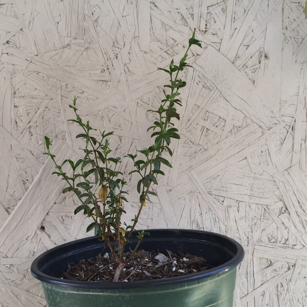 Larrea tridentata Plant Material