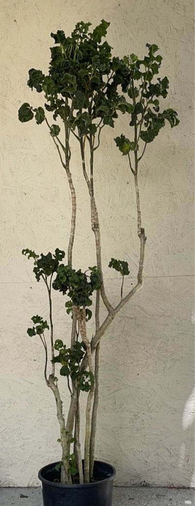Geranium Aralia (Polyscias guilfoylei) 11 Polyscias guilfoylei, Aralia Ming Black, 4.5'‘