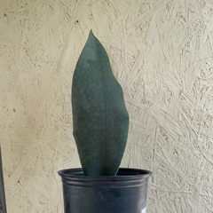 Shark Fin Sansevieria
