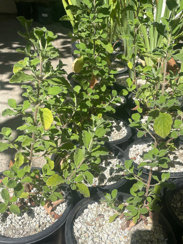 Cistus creticus