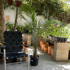 Ravinea Majesty Palm