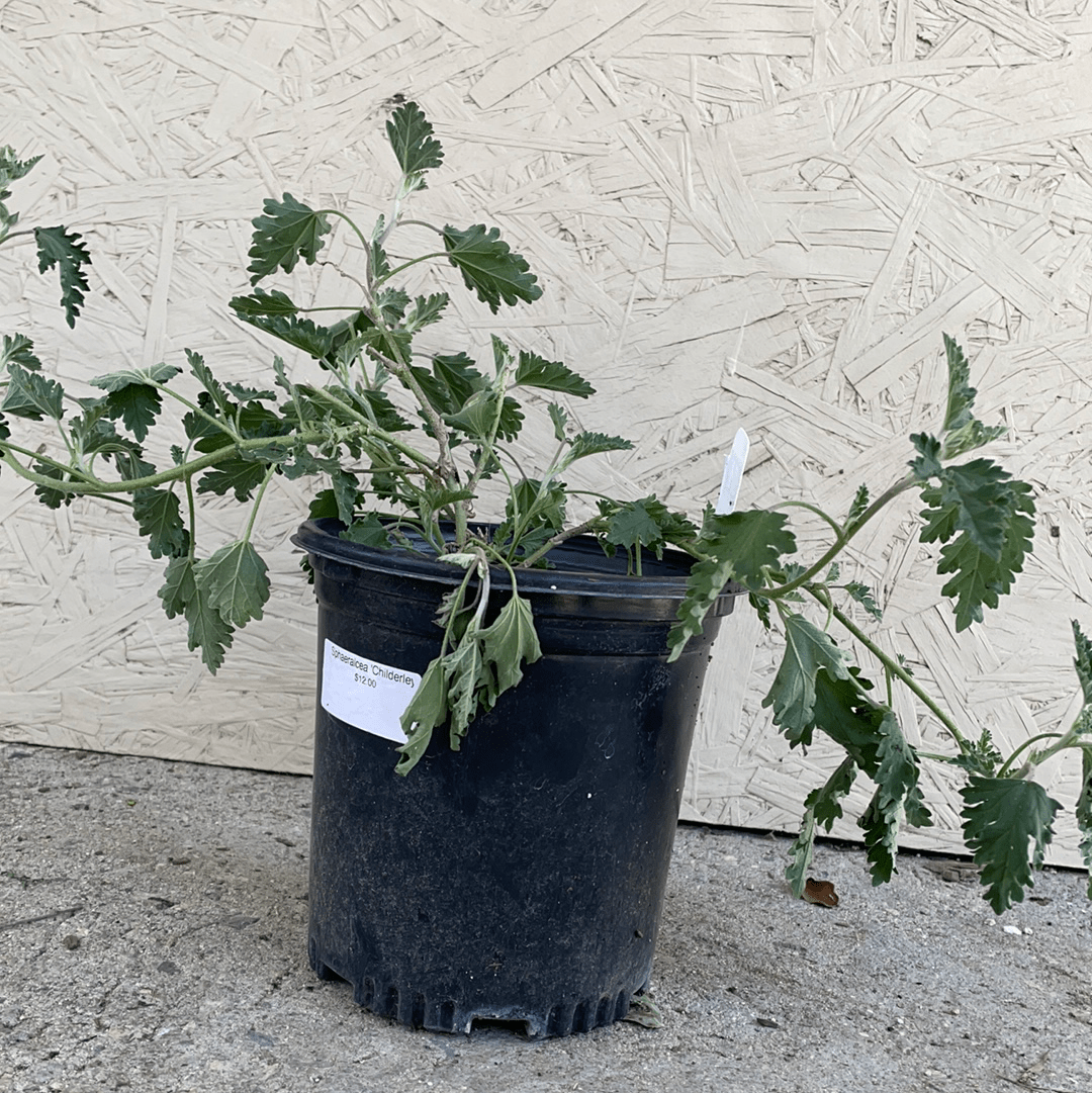 Sphaeralcea 'Childerley' , Globemallow Childerley 1 Gallon