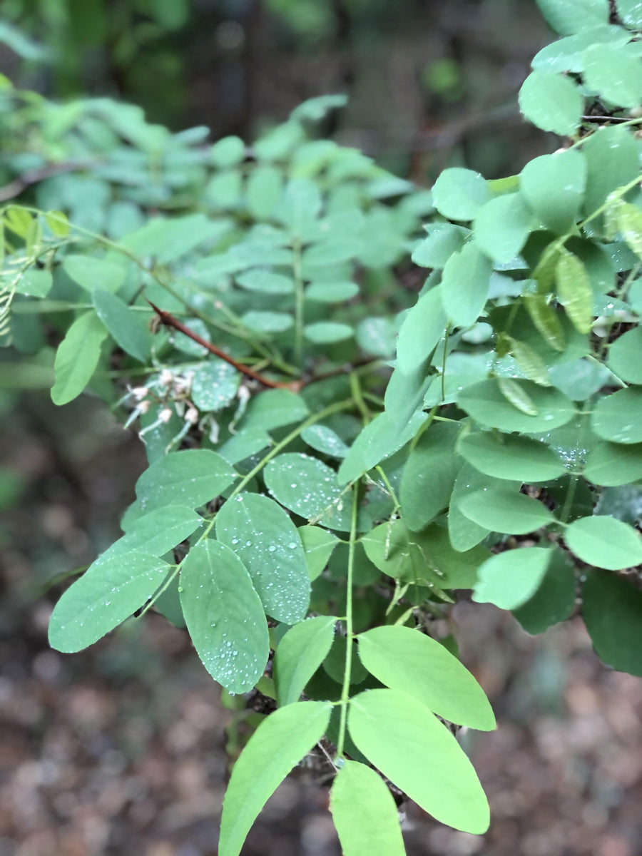 Amorpha fruticosa, False Indigo Leaves