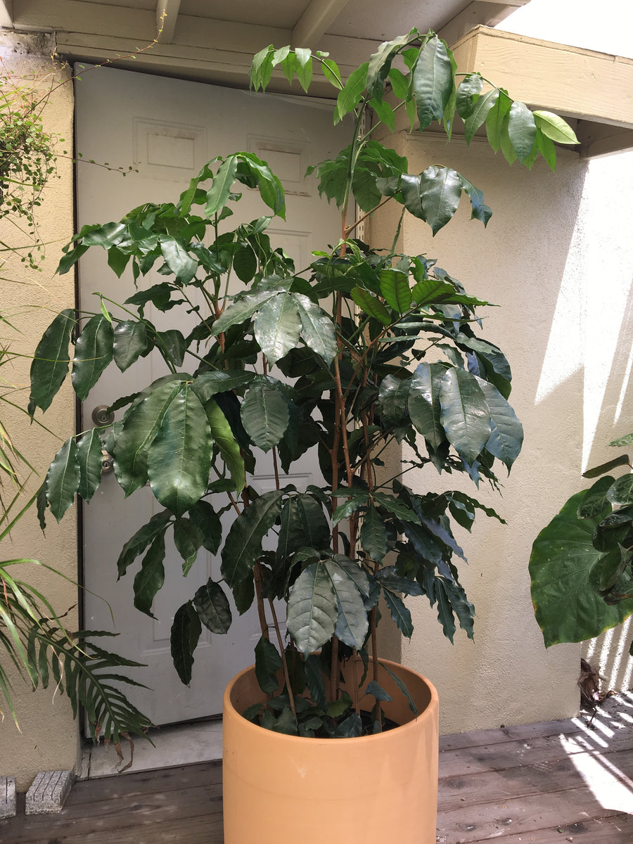 natal mahogany tree indoor plant Trichilia emetica 'Natal Mahogany'