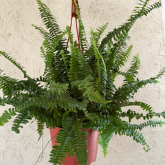 Jester Crown Fern - 8"