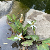 Anemopsis californica, Yerba Mansa in pond