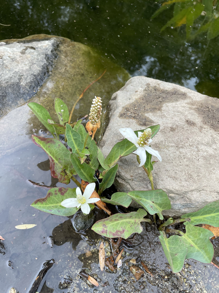 Anemopsis californica, Yerba Mansa in pond
