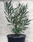 Leucospermum Tango