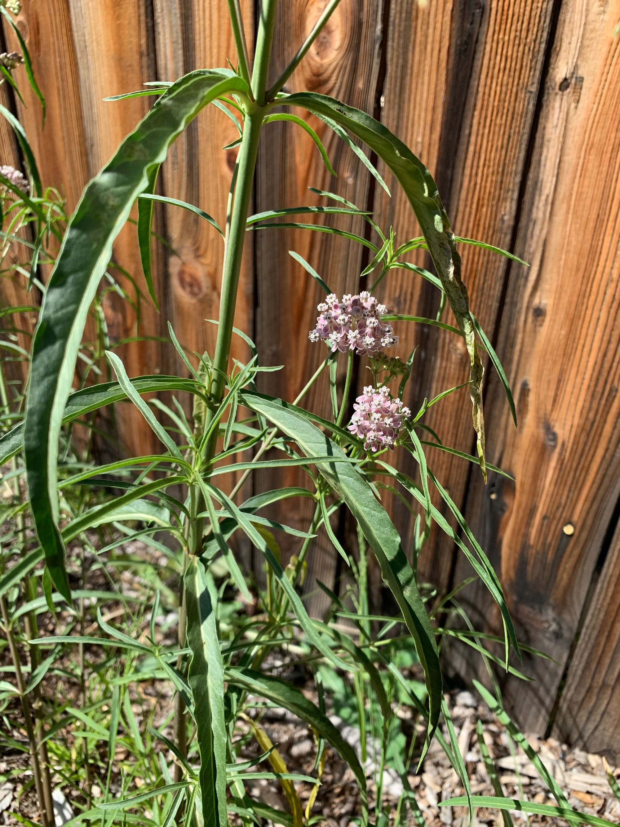 plant material shot