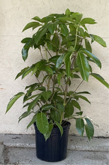 Schefflera Amate, Umbrella Tree