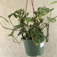 Philodendron adansonii 'Swiss Cheese' hanging