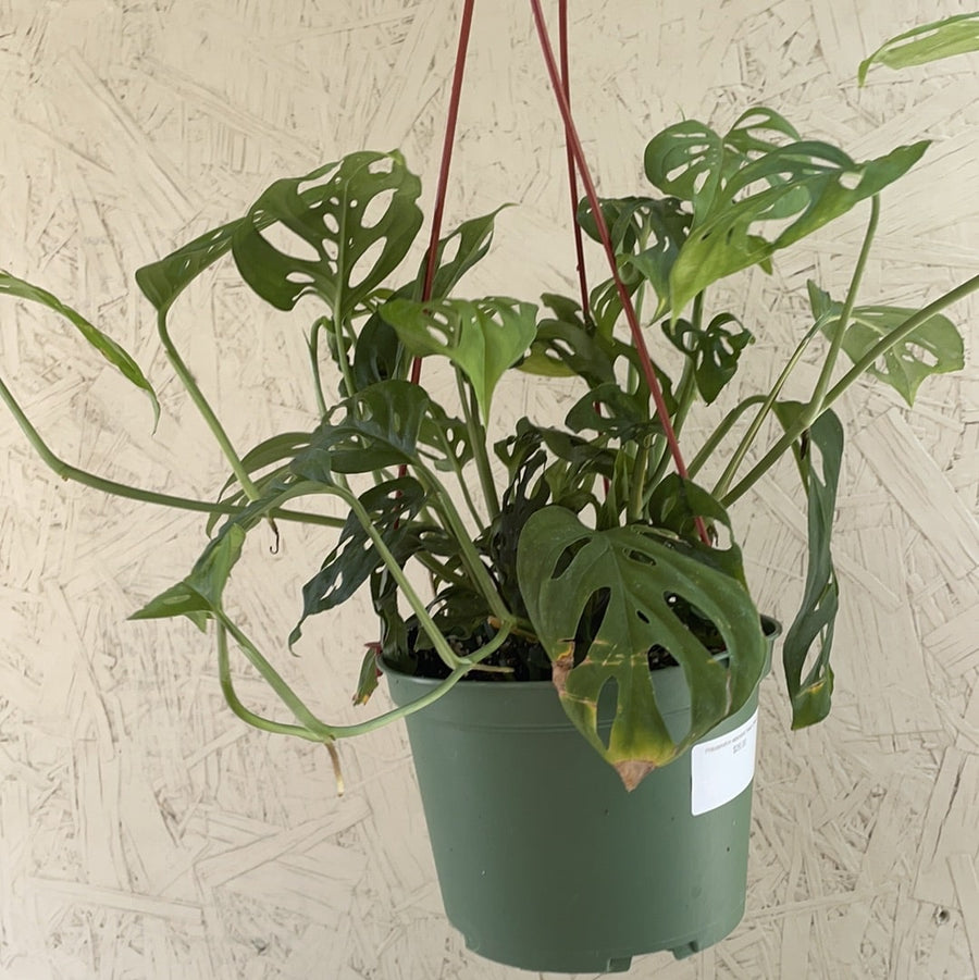 growing swiss cheese philodendron Philodendron adansonii 'Swiss Cheese' – Plant Material