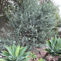 Atriplex lentiformis, Big saltbush Mature by Plant Material