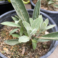 Asclepias eriocarpa (California Monarch Milkweed)