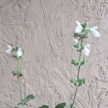 Salvia cedrosensis 'Baja Blanca'