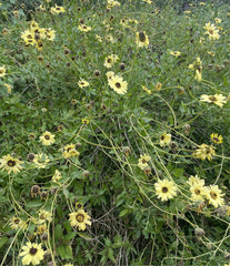 plant material shot