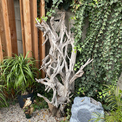 Driftwood