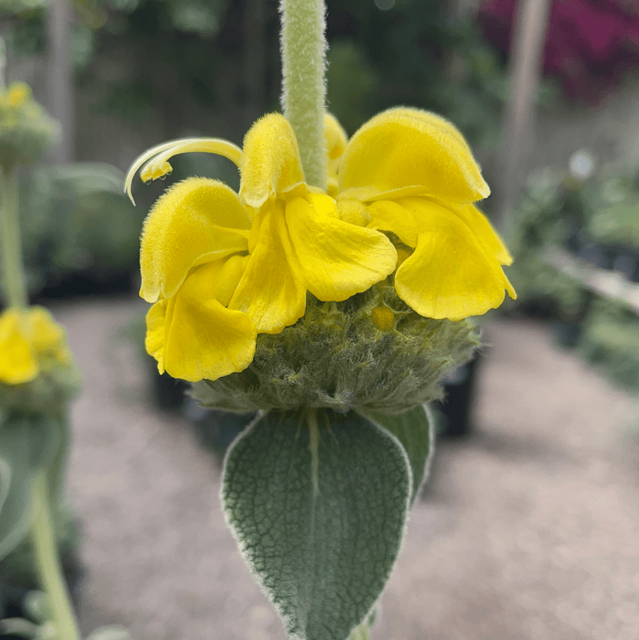 Phlomis fruticosa (Jerusalem Sage) Yellow flower