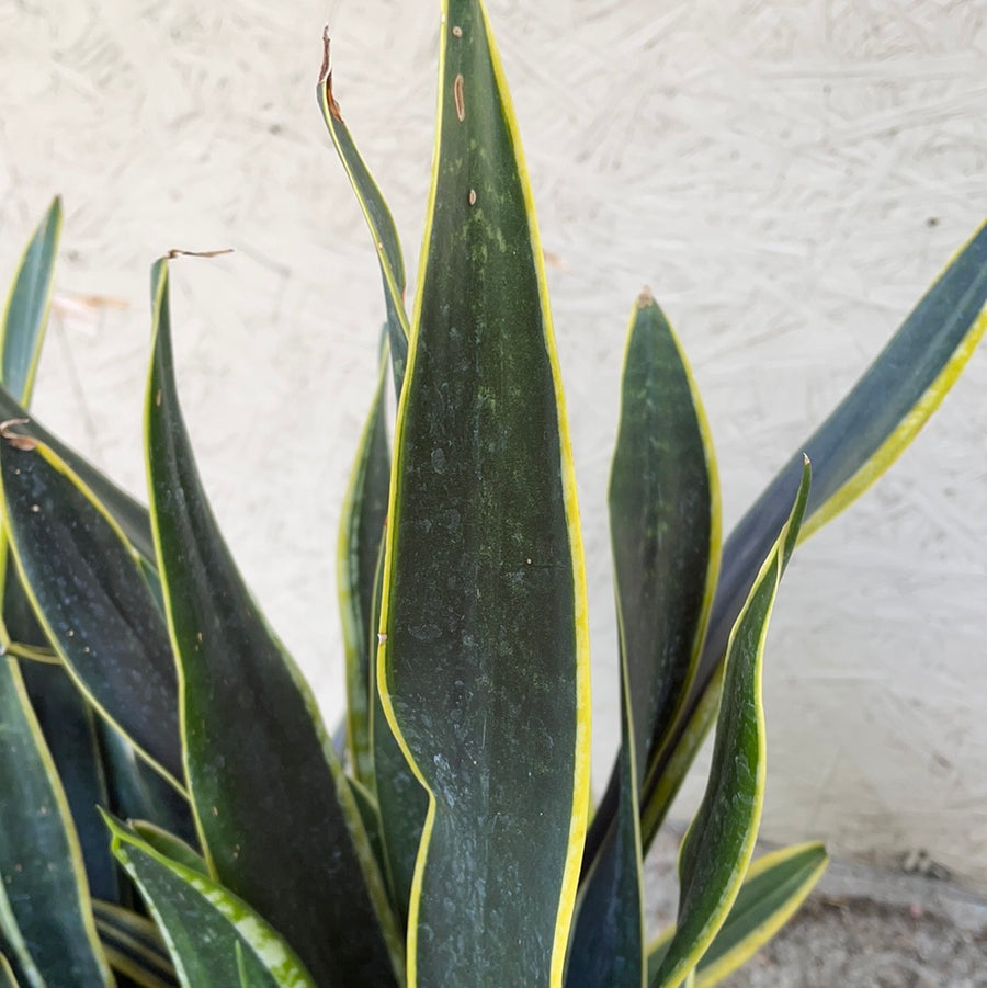 sansveria sp black & gold variegated snake plant Sansevieria trifasciata Black Gold Leaf (snake plant)