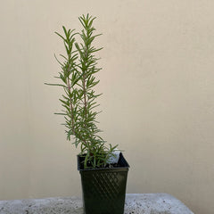 Certified Organic Rosemary 4" Pot