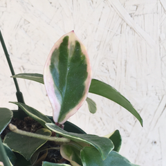Krimson Hoya Princess