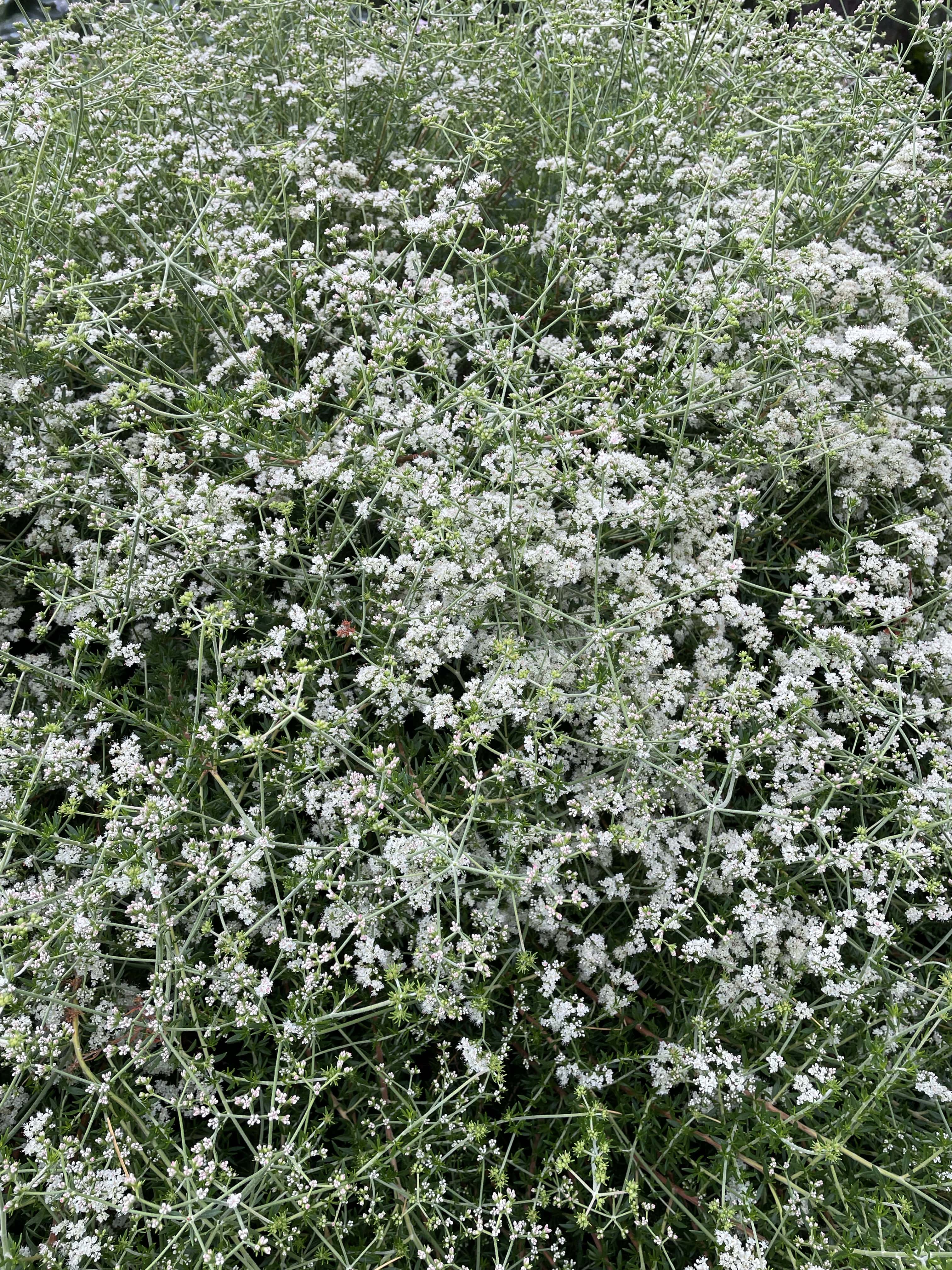 Eriogonum fasciculatum 'Dana Point', California Dana Point Buckwheat Plant Material