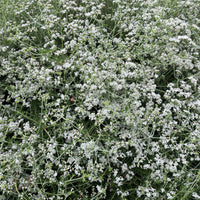 Eriogonum fasciculatum 'Dana Point', California Dana Point Buckwheat White Flowers