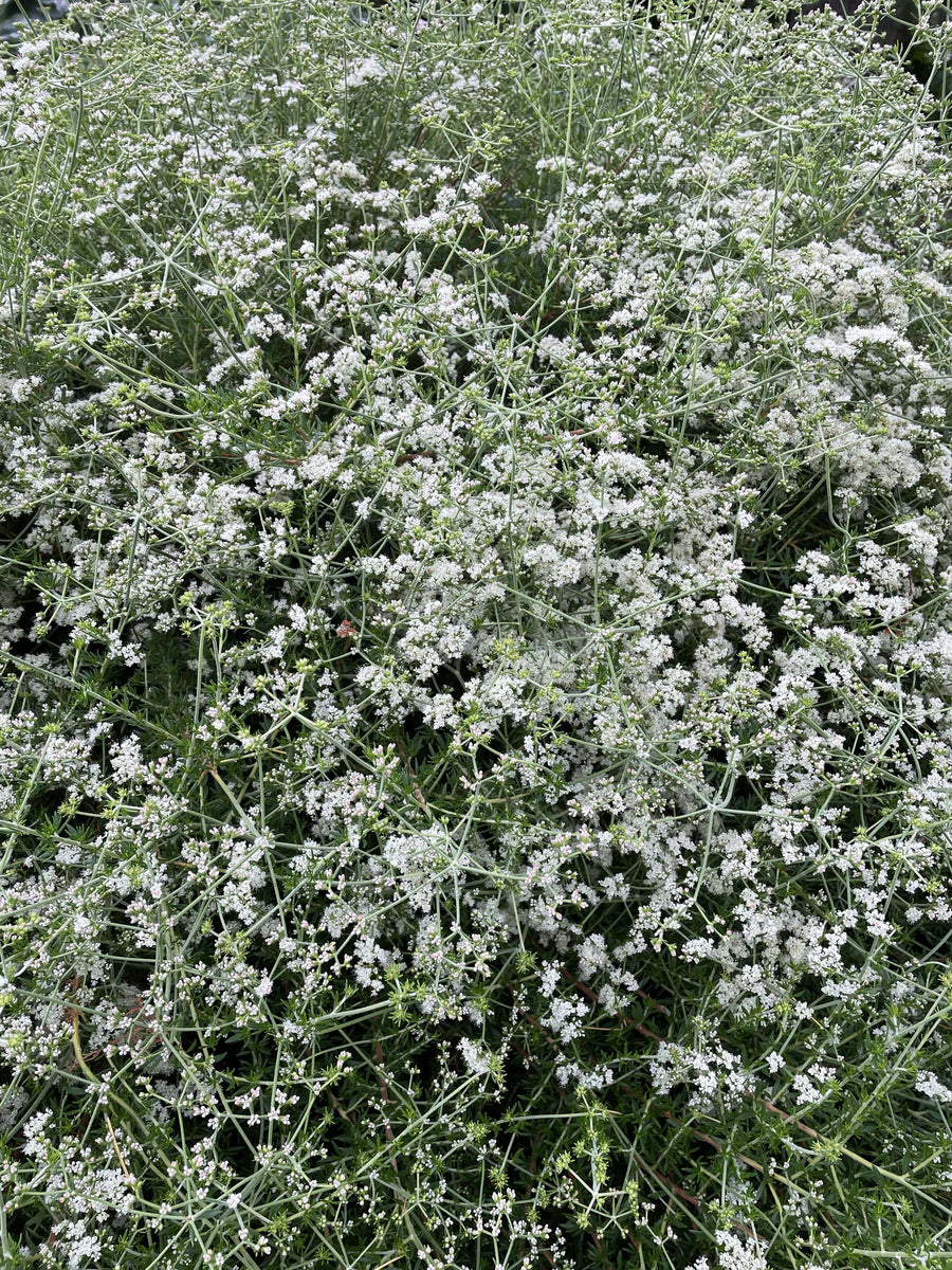 Eriogonum fasciculatum 'Dana Point', California Dana Point Buckwheat White Flowers