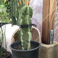 Lophocereus Schottii Monstrosus