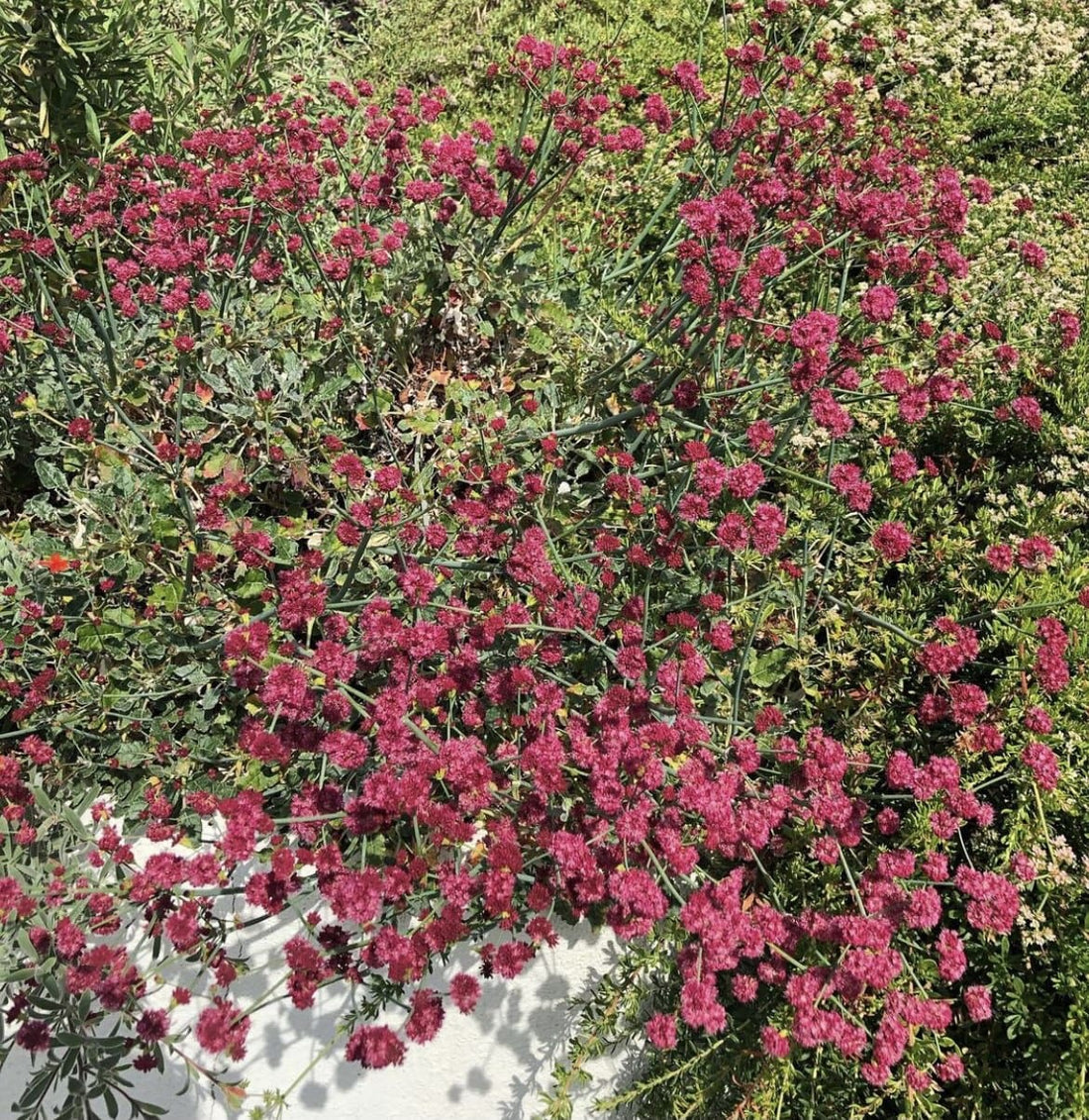 Eriogonum grande var. rubescens, Red Flowered Buckwheat flowering